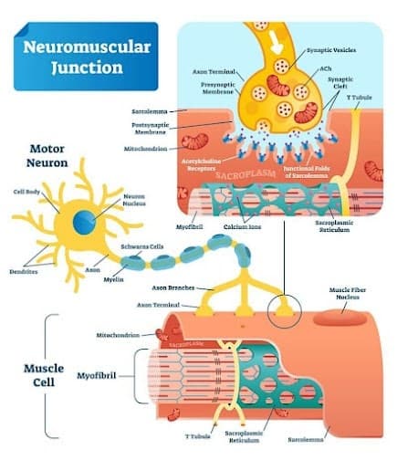Overview neuromuscular junction 20 1 min
