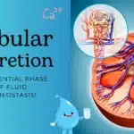 tubular secretion