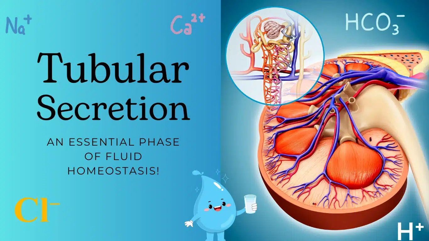 tubular secretion