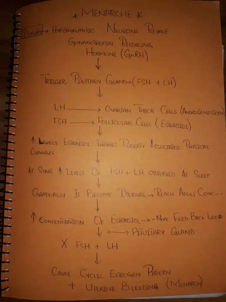 flow chart for menarche process